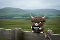 Animals With an Attitude (Highland Cow)